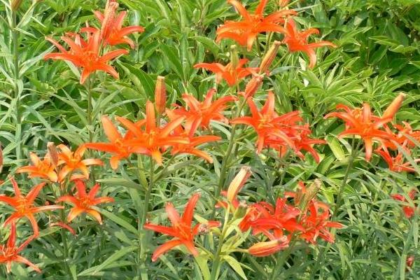 食用百合的種植技術