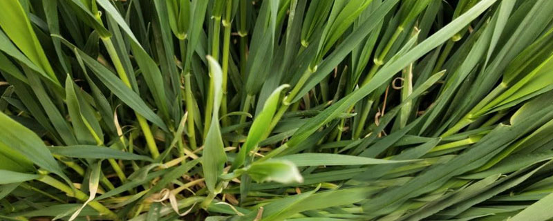 小麥拔節期在幾月份？3月中下旬可進入