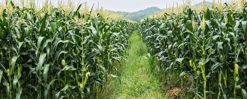 水果玉米種植技術要點與管理注意事項