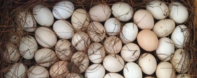 現在雞蛋為什么這么便宜？洋雞蛋和土雞蛋區別