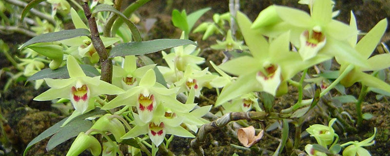 鐵皮石斛的種植技術 鐵皮石斛怎么種植