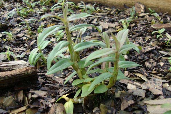 鐵皮石斛的種植技術(shù) 鐵皮石斛怎么種植