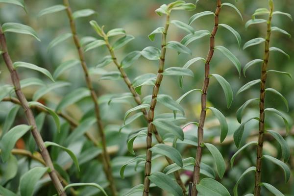 鐵皮石斛的種植技術(shù) 鐵皮石斛怎么種植