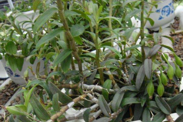 鐵皮石斛的種植技術(shù) 鐵皮石斛怎么種植