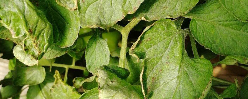 露娜森主治什么??？用量和注意事項