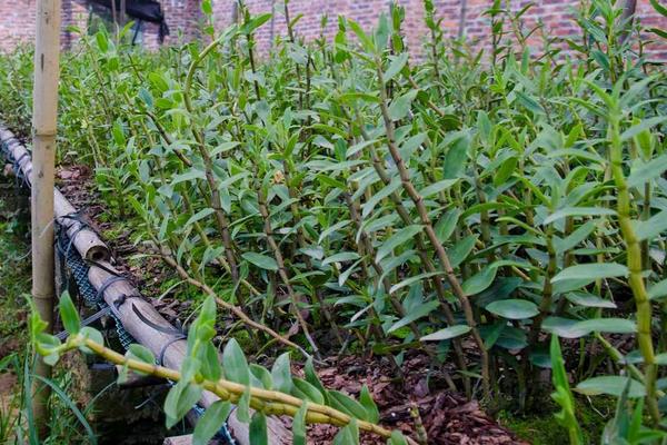 鐵皮石斛種植技術(shù) 石斛怎么種植