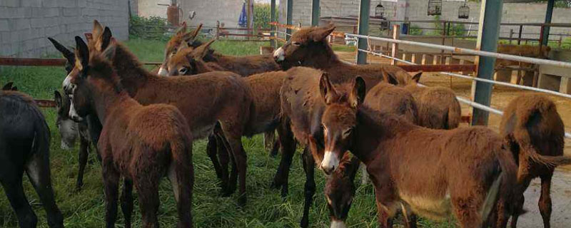 驢上膘快偏方,遵循這三點原則
