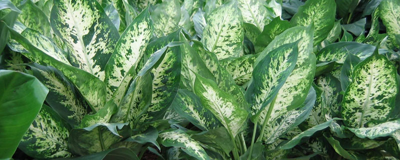 萬年青圖片大全及養(yǎng)殖方法 萬年青有多少種