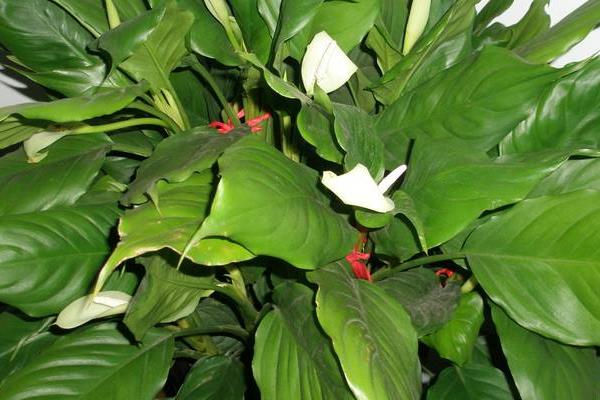 萬年青圖片大全 萬年青有多少種