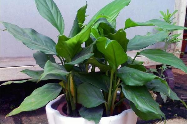 萬年青圖片大全 萬年青有多少種