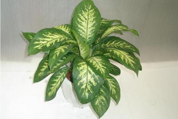 萬年青圖片大全 萬年青有多少種