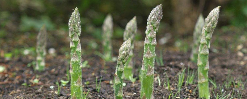 蘆筍除草劑除草通的使用技術