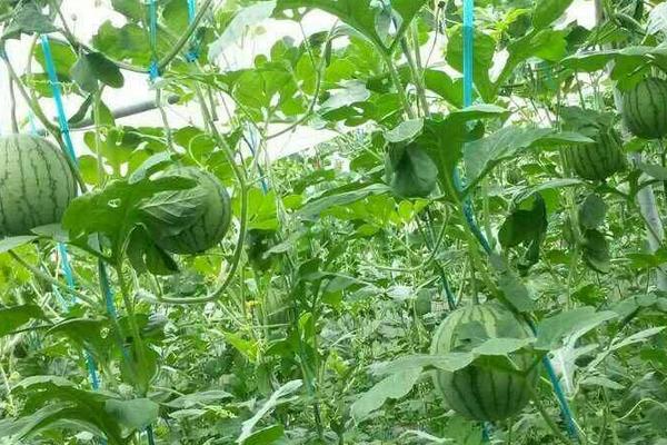 春西瓜的種植時間