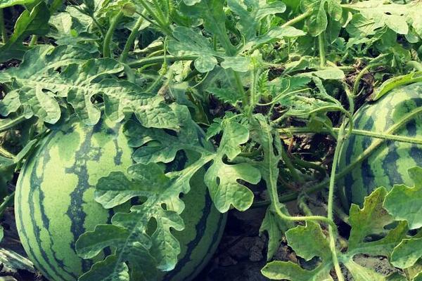 春西瓜的種植時間