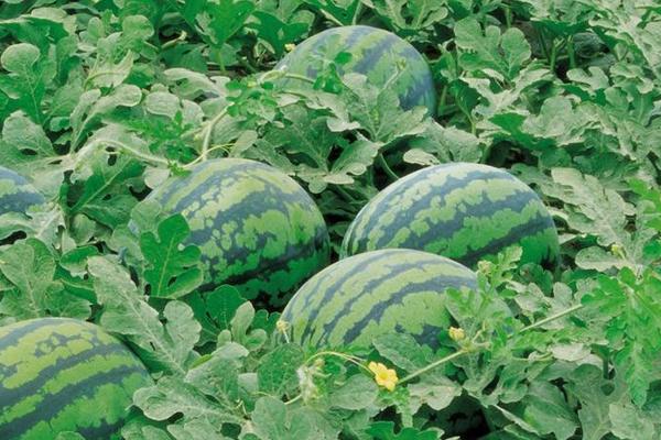 春西瓜的種植時間