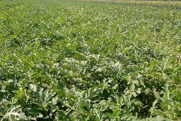 春西瓜的種植時間