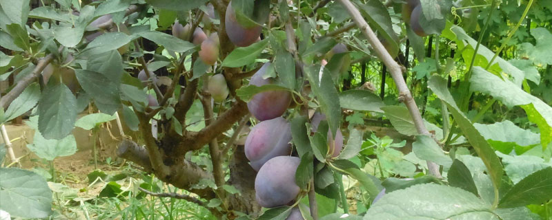 西梅怎么種 西梅種植方法與注意事項