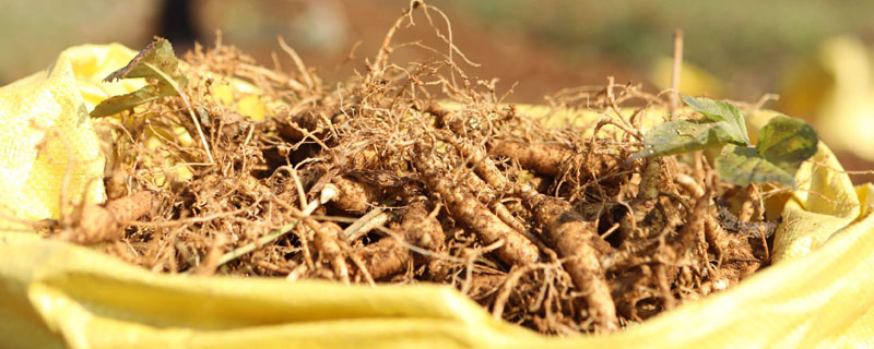 西洋參種植技術 西洋參怎么種