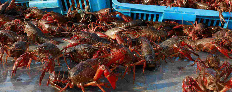 現在農村投資小又賺錢的養殖項目