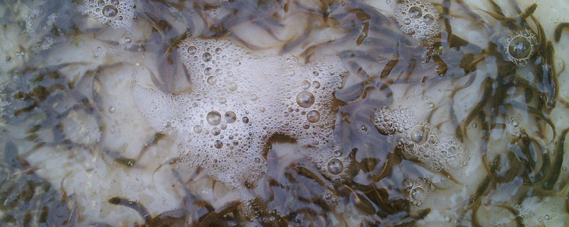 一畝地能養多少泥鰍 養一畝泥鰍能掙多少錢