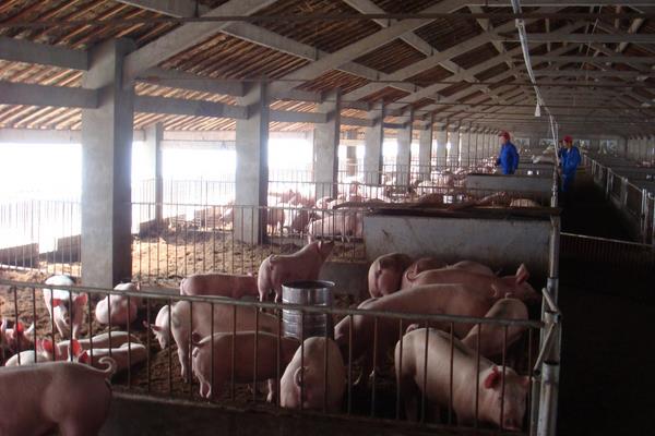 豬的標(biāo)準(zhǔn)化養(yǎng)殖技術(shù)方法