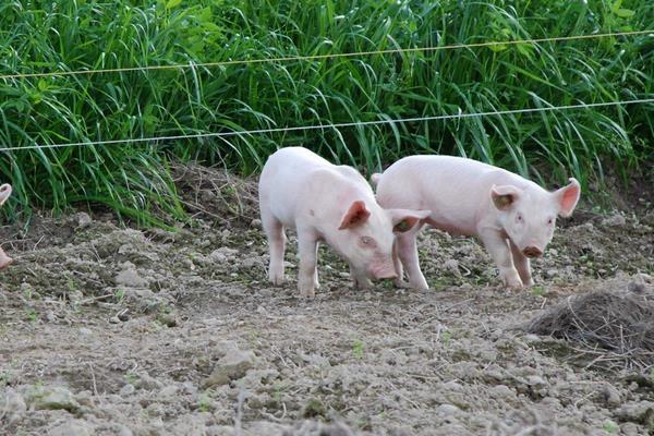 豬的標(biāo)準(zhǔn)化養(yǎng)殖技術(shù)方法