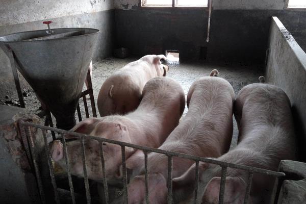 豬的標(biāo)準(zhǔn)化養(yǎng)殖技術(shù)方法