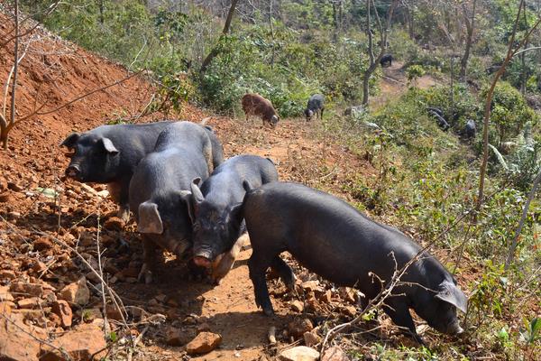 豬的標(biāo)準(zhǔn)化養(yǎng)殖技術(shù)方法