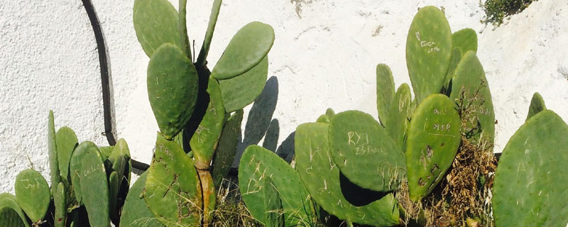 仙人掌怎么種 仙人掌的種植方法和注意事項(xiàng)