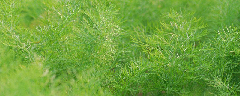 茴香種植時間和方法 茴香的田間管理技術