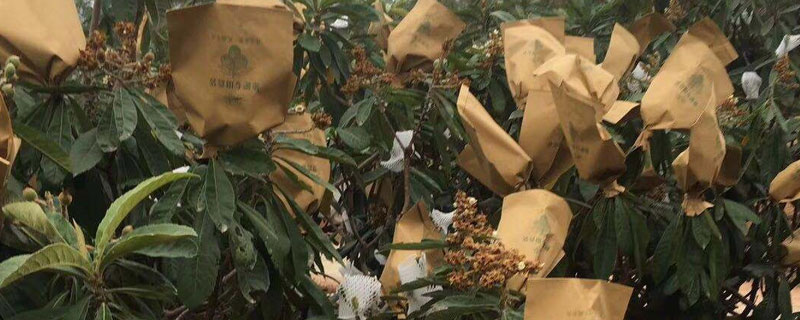 種枇杷如何套袋提高果質（含詳細方法步驟）