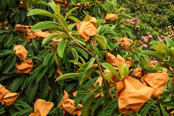 種枇杷如何套袋提高果質