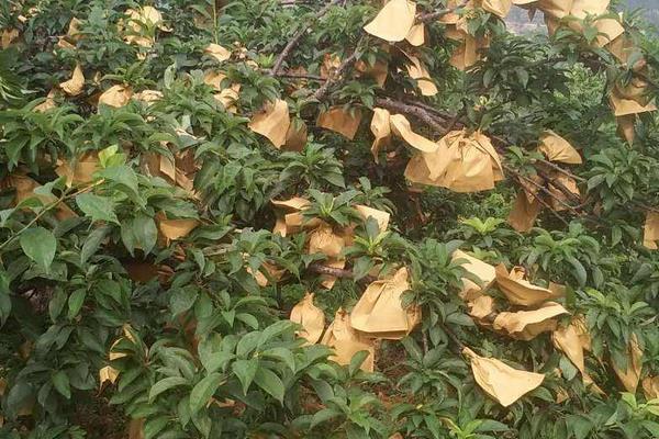 種枇杷如何套袋提高果質