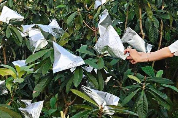 種枇杷如何套袋提高果質