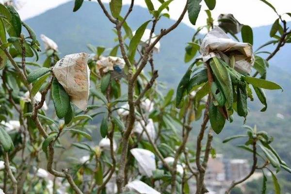 種枇杷如何套袋提高果質