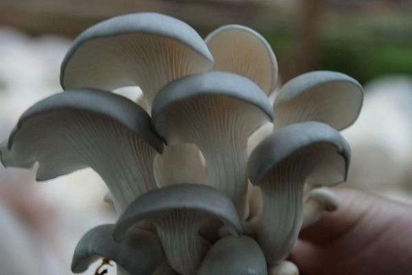 大棚平菇種植技術