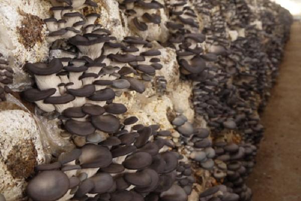 大棚平菇種植技術