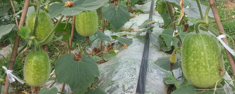 冬瓜種植時間和方法 冬瓜什么時候成熟
