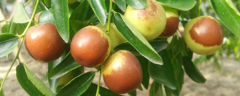 冬棗怎么種 冬棗種植栽培技術與注意事項