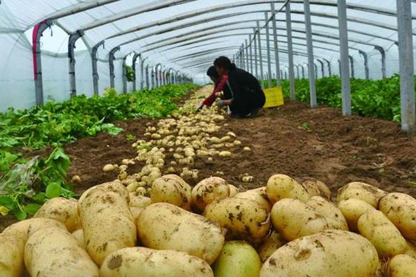 冬季大棚三膜土豆種植