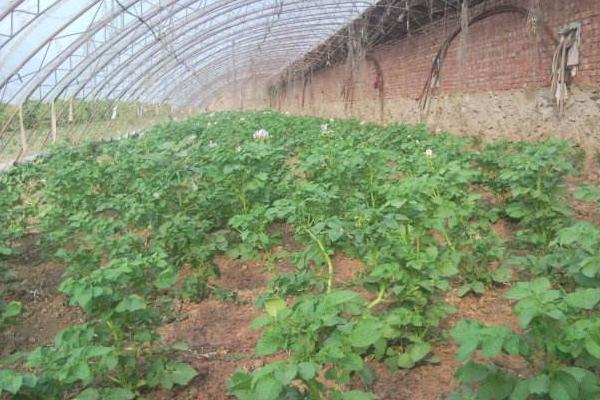 冬季大棚三膜土豆種植