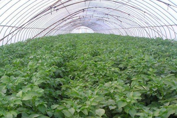 冬季大棚三膜土豆種植