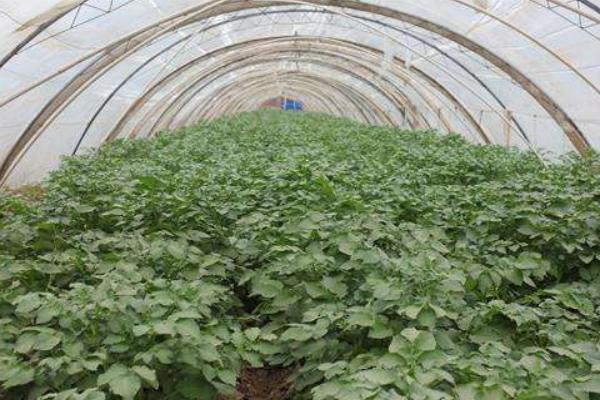 冬季大棚三膜土豆種植