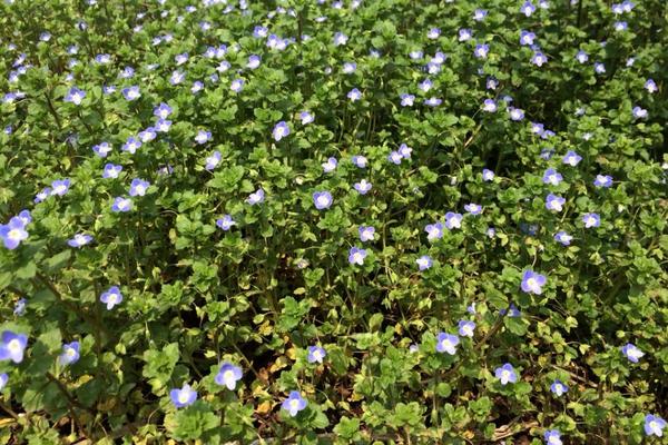 什么藥對婆婆納特效