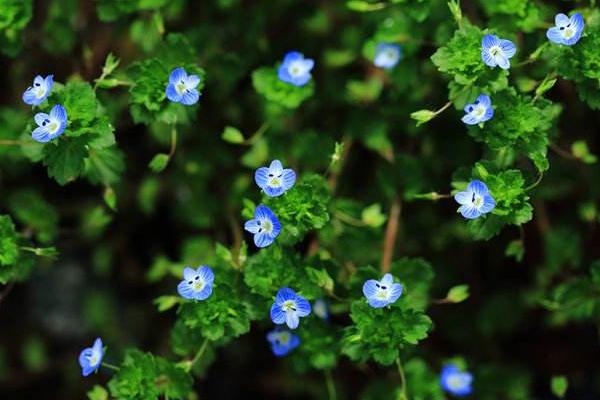 什么藥對婆婆納特效