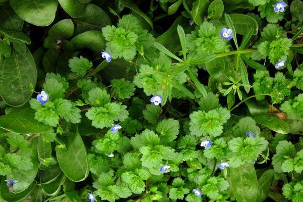 什么藥對婆婆納特效