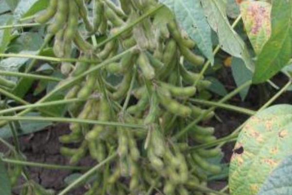 黃豆種植時間和技術