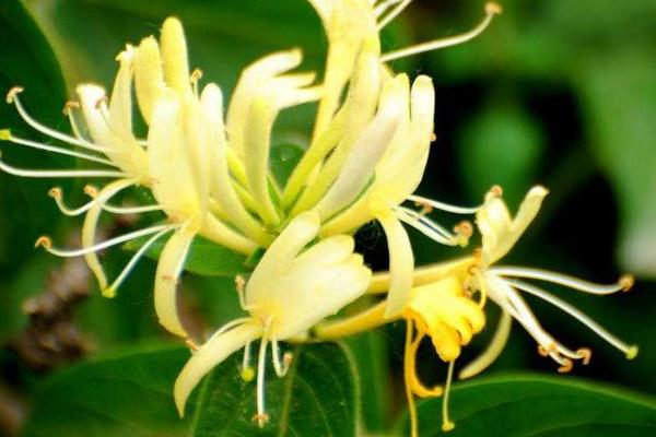 山東適合種植什么藥材