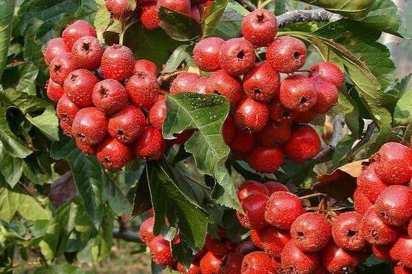 山東適合種植什么藥材