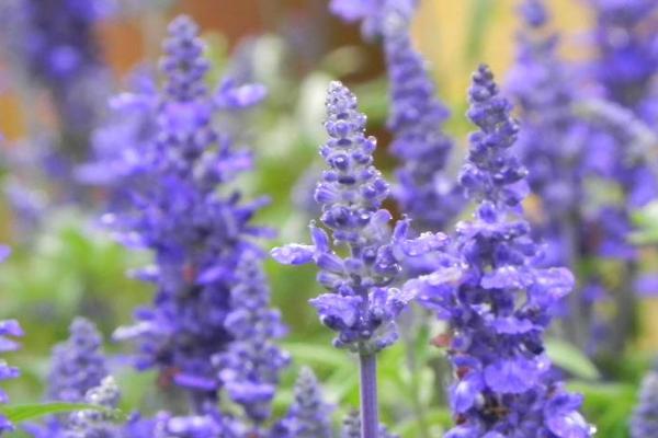 山東適合種植什么藥材